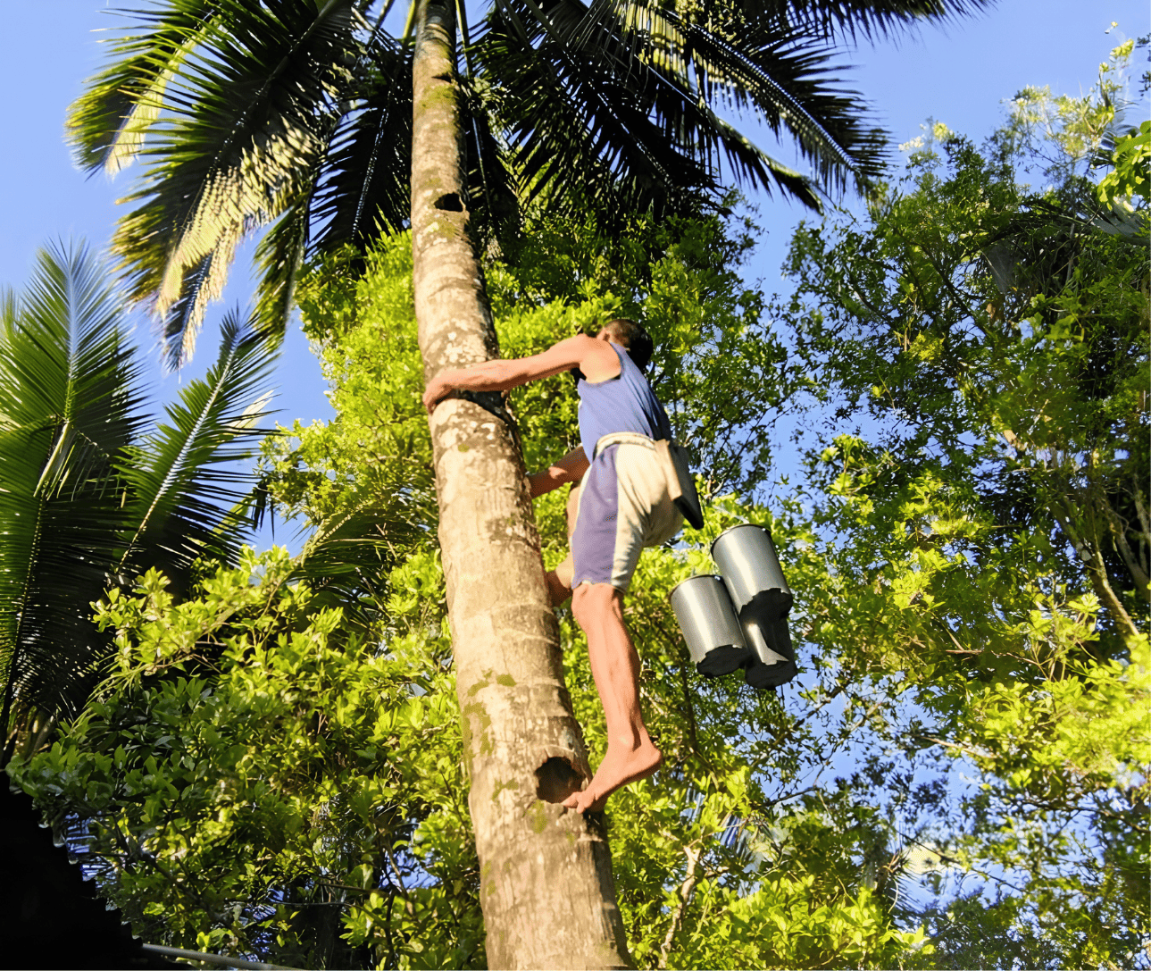 Farmer harvesting coconuts from a palm tree